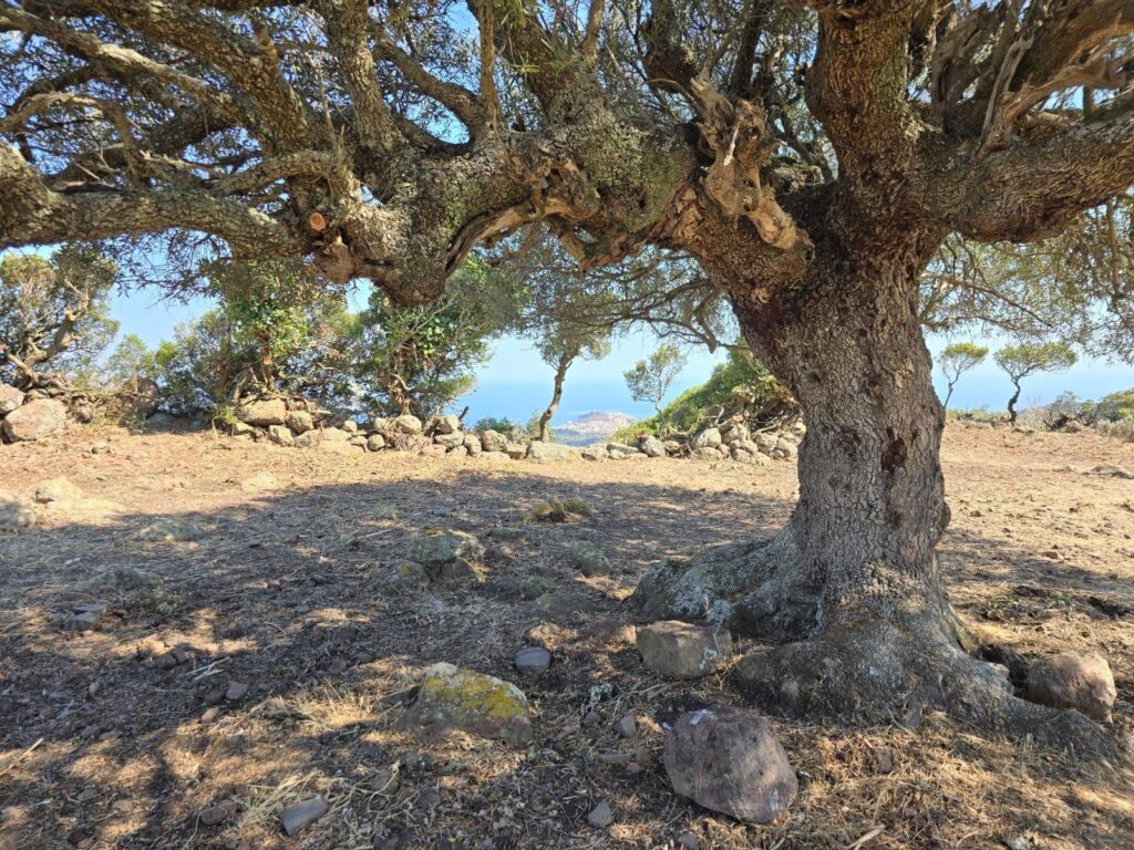 Complesso Archeologico di Monte Elias